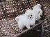 PoulaTo: adorable puppies for adoption